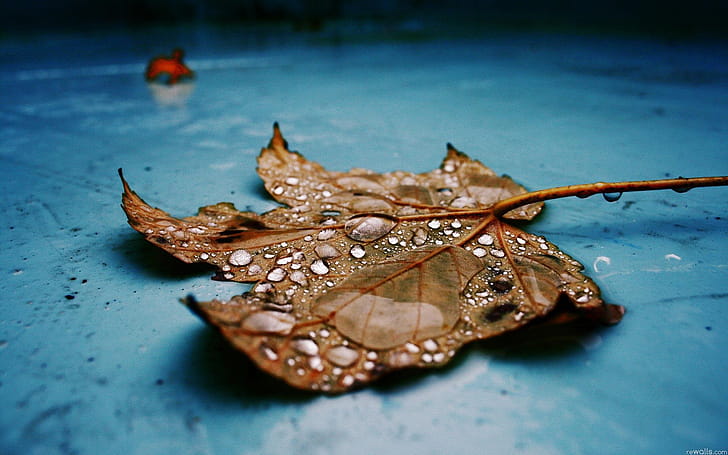 Drops on Leaf, drop, macro, leaf, nature wallpaper