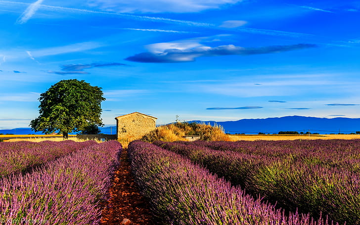 Fields Nature, fields, nature wallpaper