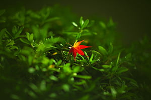 Leaf Nature, leaf, nature wallpaper