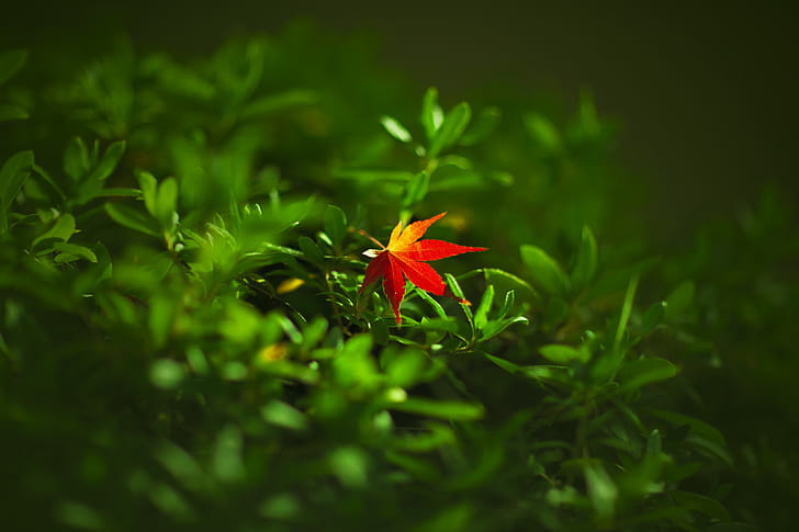 Leaf Nature, leaf, nature wallpaper