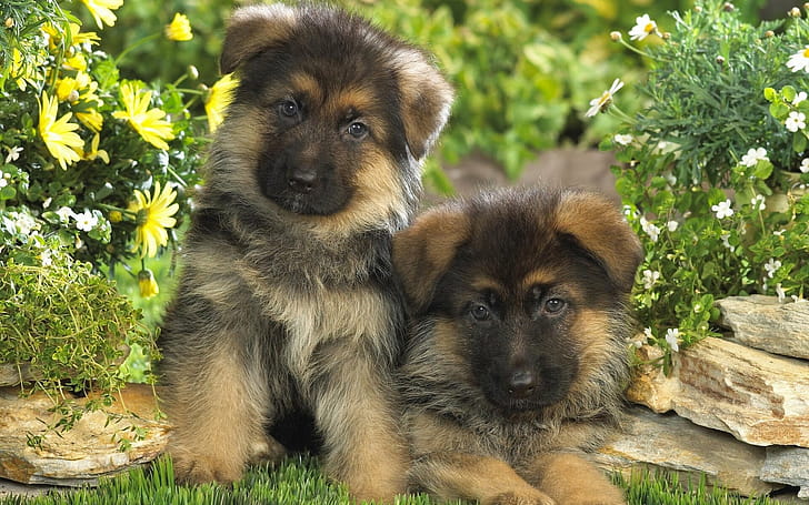 German Shepherd, , Background wallpaper