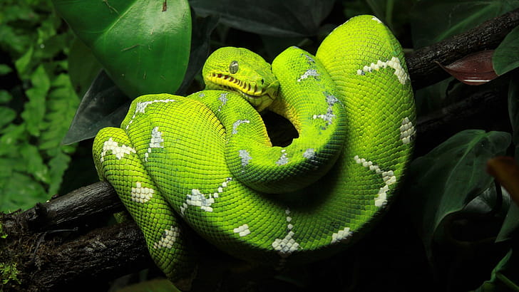 Green Python, Enchanting Backgrounds, Tropical Serpent, Pristine Environment wallpaper