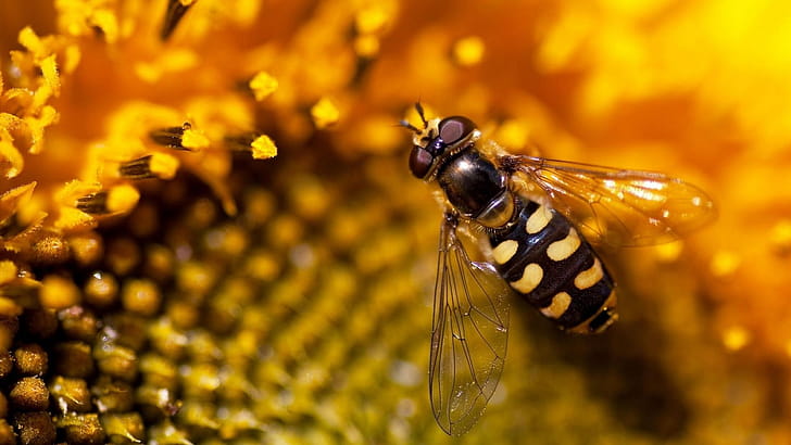 Eupeodes, Bees wallpaper