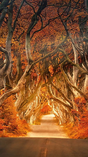 Dark Hedges, Forests phone wallpaper