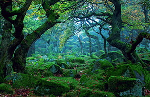 Greenery,  , Forest, Stone, Tree wallpaper