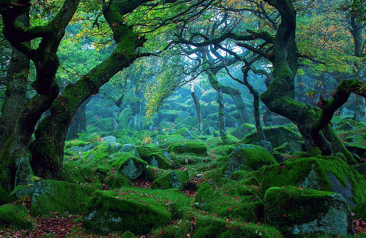 Greenery,  , Forest, Stone, Tree wallpaper