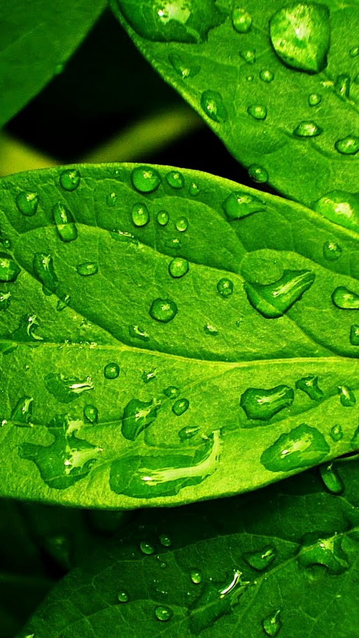 Android , Green leaf, Android phone wallpaper