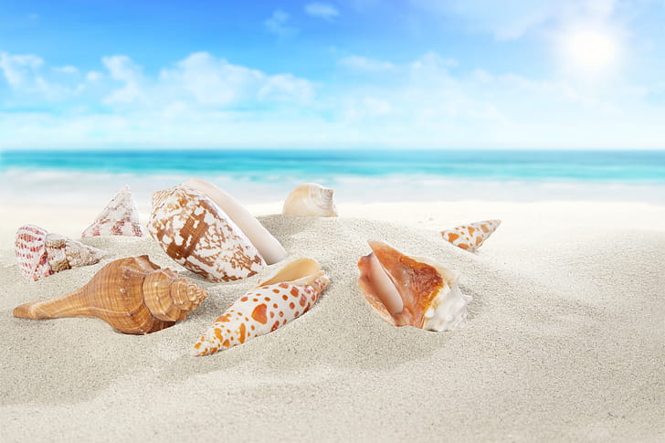 sand, nature, shell wallpaper