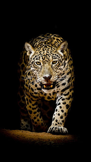 Leopard, Leopard , ER phone wallpaper