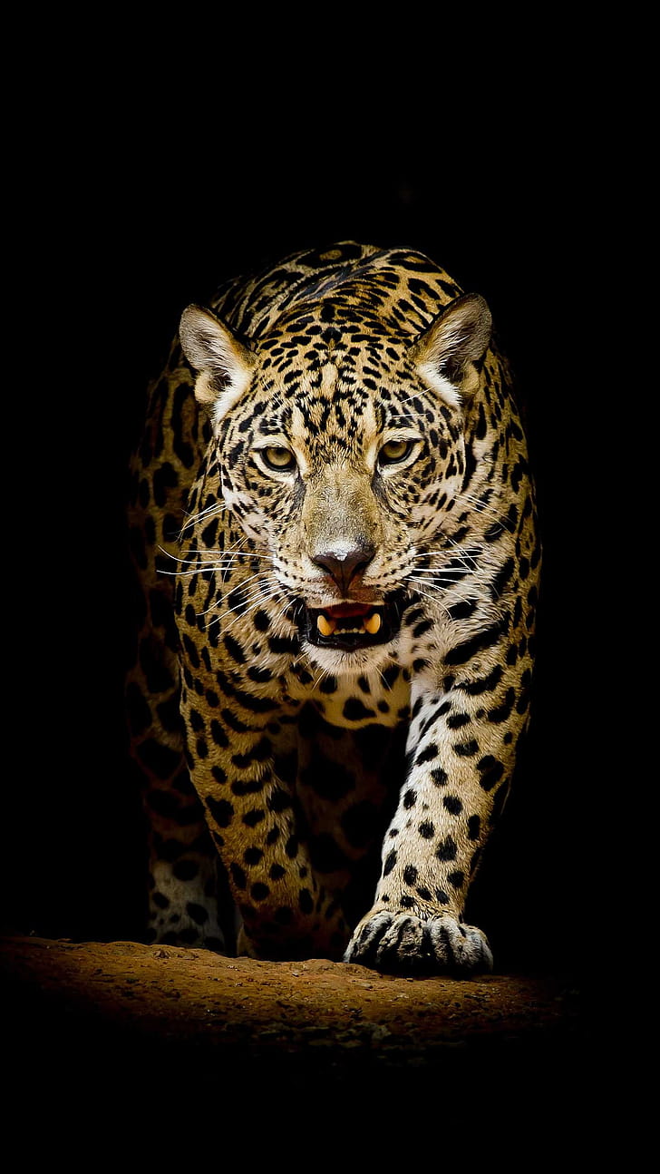 Leopard, Leopard , ER phone wallpaper