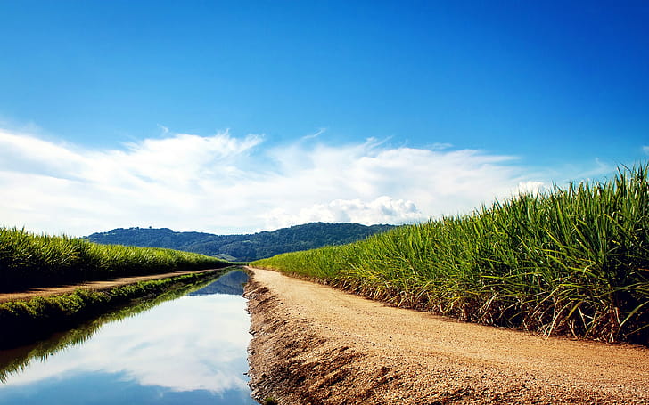 Sugarcane Fields, nature wallpaper