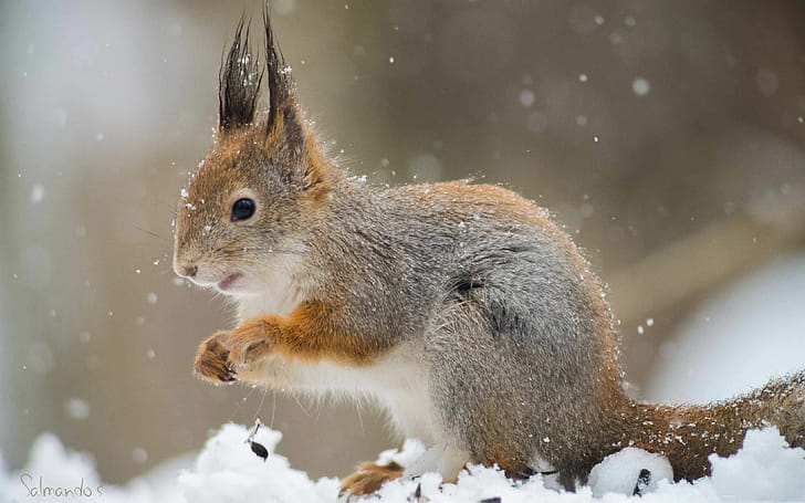 Best squirrel , Mac device compatible,   , High quality wallpaper