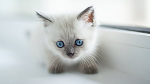 Kitten, Birman wallpaper