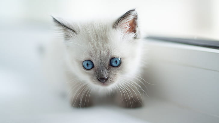 Kitten, Birman wallpaper