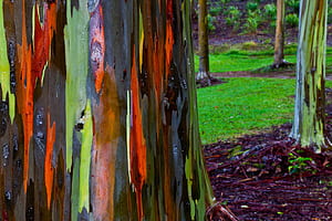 Rainbow eucalyptus, Tree, Nature wallpaper