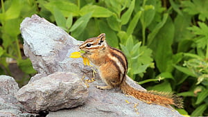 Chipmunk, Animals, , Background wallpaper
