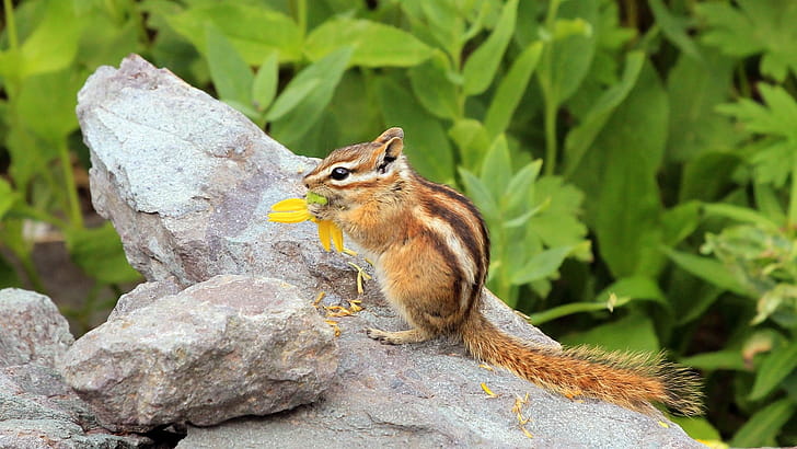 Chipmunk, Animals, , Background wallpaper