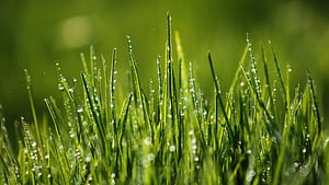 Dew, Grass wallpaper