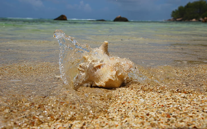 Wawe, Sea Shell wallpaper