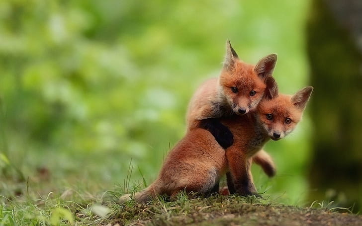 Pups, Foxes wallpaper