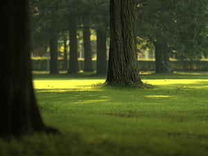 Tree, Field wallpaper