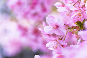 flower wallpaper