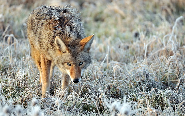 Coyote , Captivating wallpaper