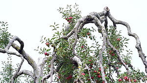 Red Jonathan, Apple Trees wallpaper