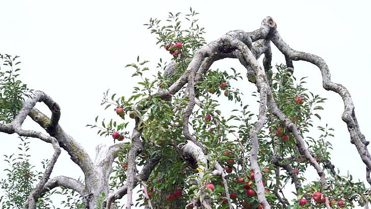 Red Jonathan, Apple Trees wallpaper