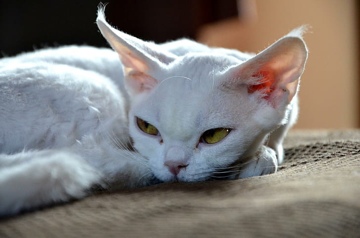 Close-up, Devon Rex wallpaper