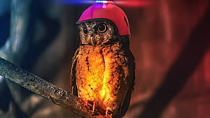 Cop Owl , owl, birds, artist, artwork, digital-art wallpaper