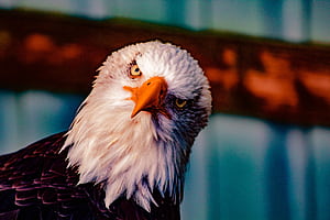 Bald Eagle , bald-eagle, birds, eagle wallpaper