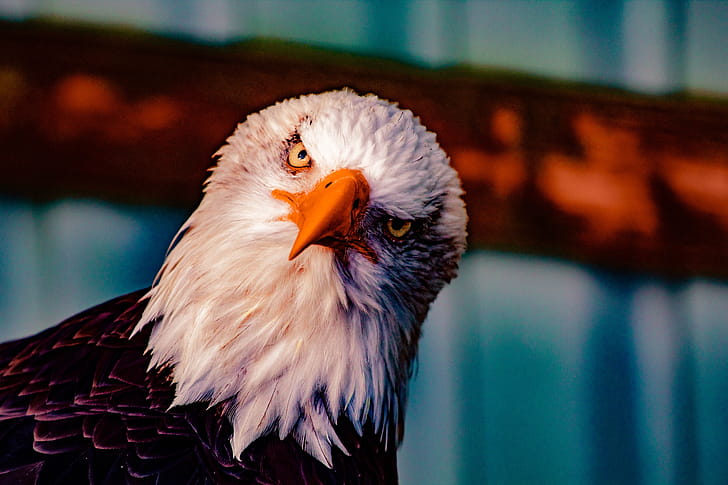 Bald Eagle , bald-eagle, birds, eagle wallpaper