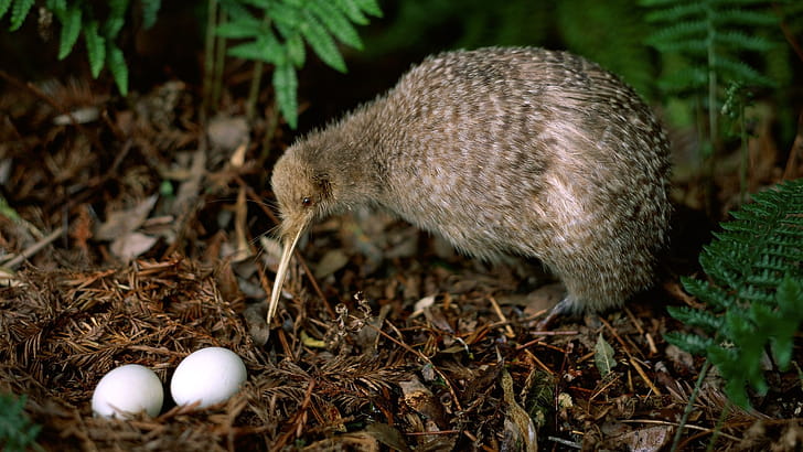 Kiwi , Background wallpaper