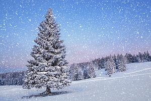 Snowy Tree, Snowfall wallpaper