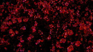 Red Flowers Bed , flowers, red, nature wallpaper