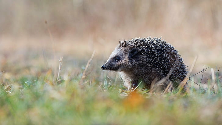Hedgehog ,  backgrounds wallpaper