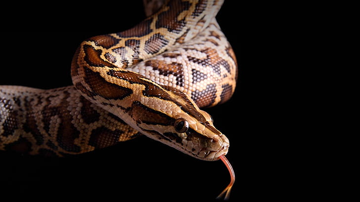 Burmeses python, Black background, Reticulated python, Snake beauty wallpaper