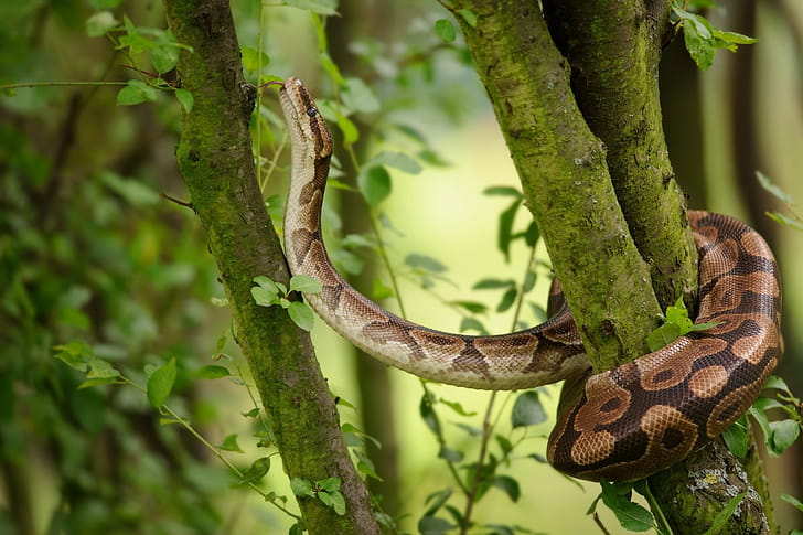 Python majesty, Stunning serpent, Captivating creature, Mesmerizing scale pattern wallpaper
