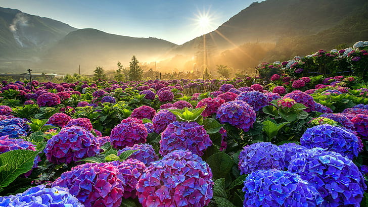Hydrangea Field, Hydrangea wallpaper
