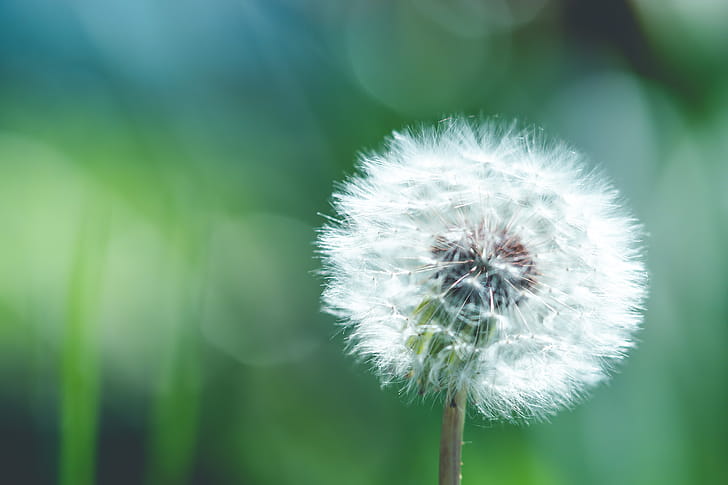macro wallpaper