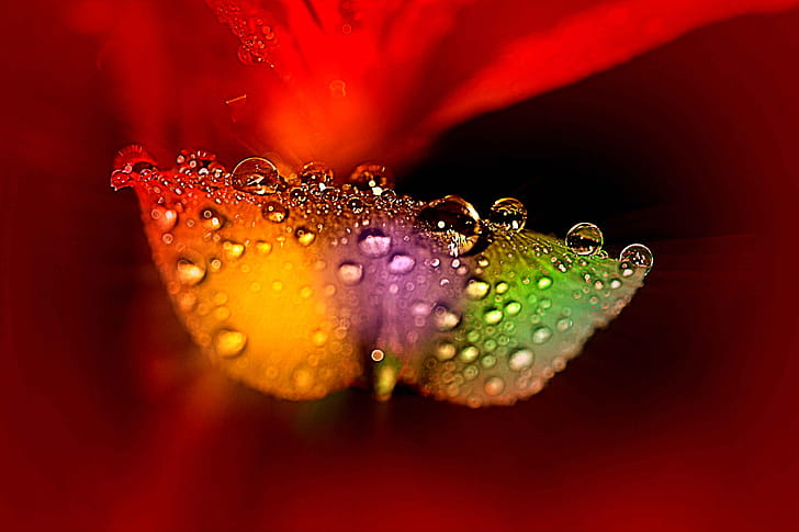 flower, macro wallpaper