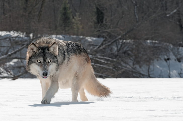 Wild Wolf , wolf, animals wallpaper