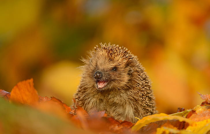 Smiling, Hedgehogs wallpaper