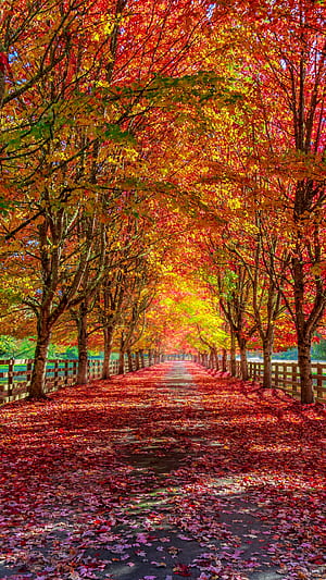 path, graphy, fall phone wallpaper
