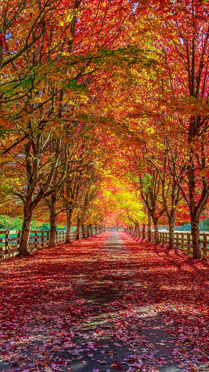 path, graphy, fall phone wallpaper