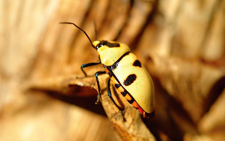 Beetle, Corn rootworm beetle , Animal wallpaper