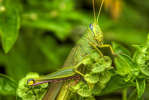 Grasshopper ,  Mobile tablet, 94 , Explore wallpaper