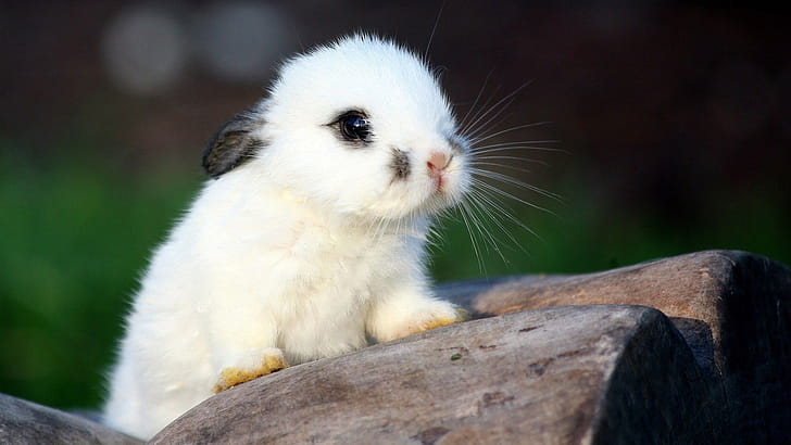 Bunny, Pets wallpaper