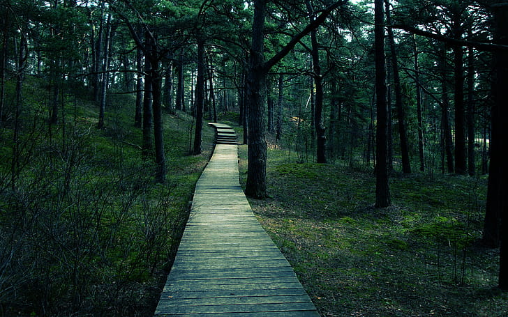 Forest,  , Boardwalk wallpaper